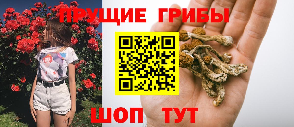 купить наркотики цена  Вход с VPN  Нижний Тагил  Псилоцибиновые грибы GOLDEN TEACHER 